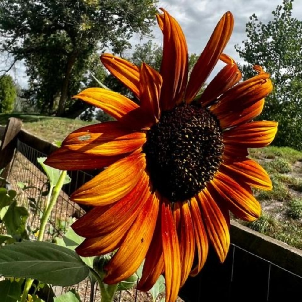 Meet your Posher, Rosa